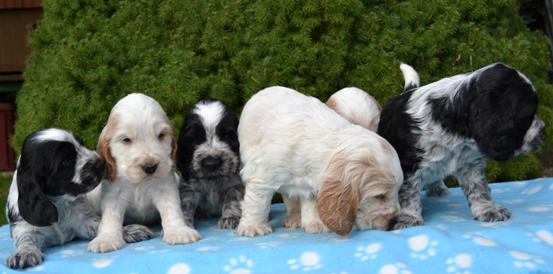 33-Janet, Jantar, Just, Jambo, Jessi, Janie.JPG